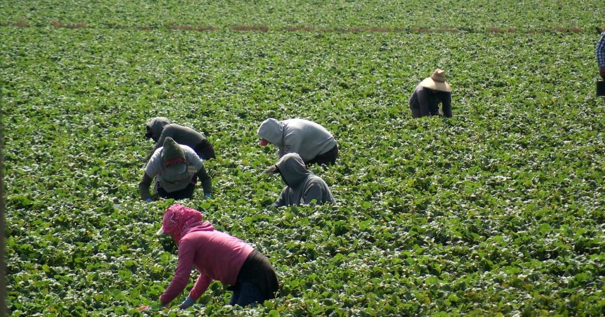 How President Trump's immigration policy could impact farmers