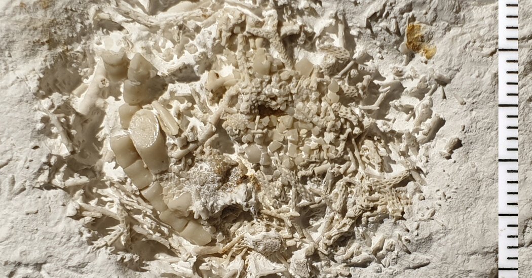 66 Million-Year-Old Fossilized Vomit Is Found in Denmark