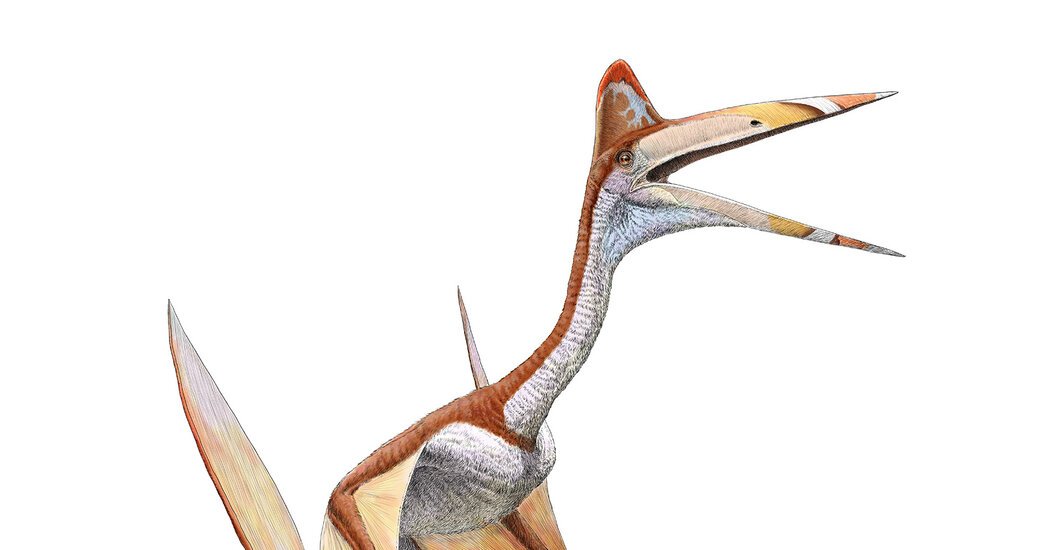 Eeny Meeny Miny Mo, Catch a Pterosaur by Its Neck