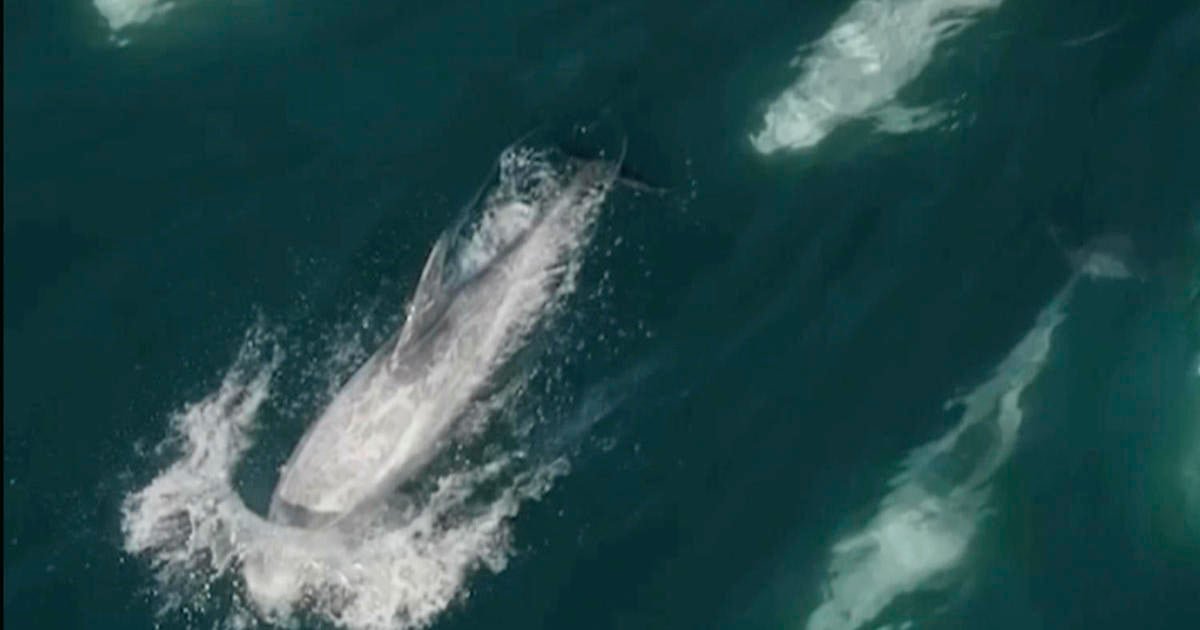 1,500 dolphins captured on stunning drone video as they frolic off California coast: "They were having a big party"