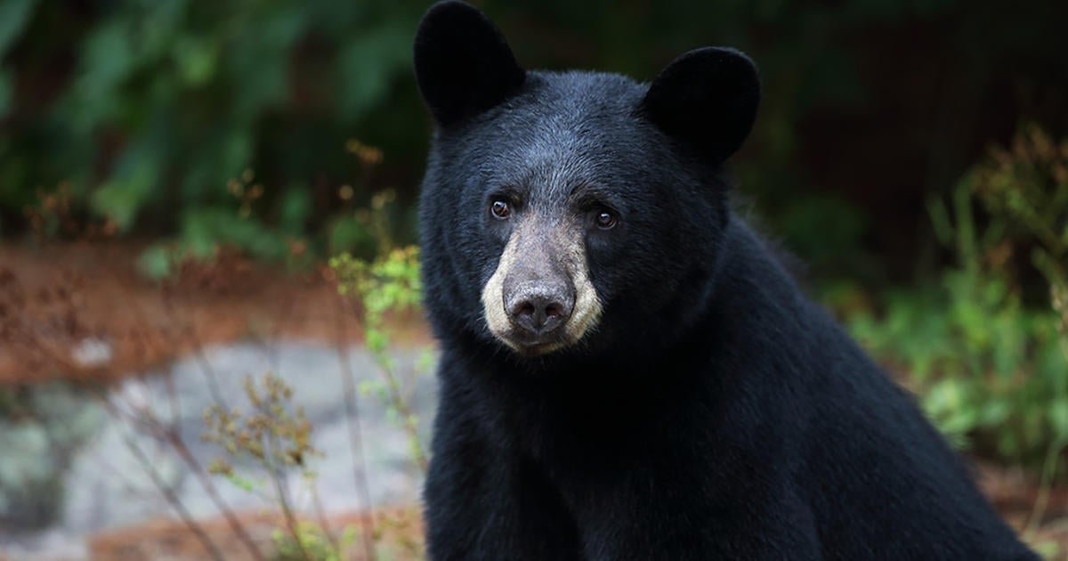 Bear that attacked man in Pennsylvania had rabies, officials confirm