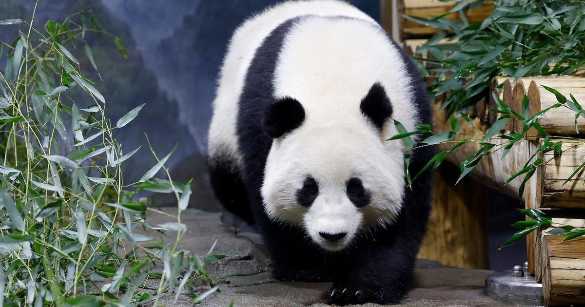 Inside the National Zoo's giant pandas debut