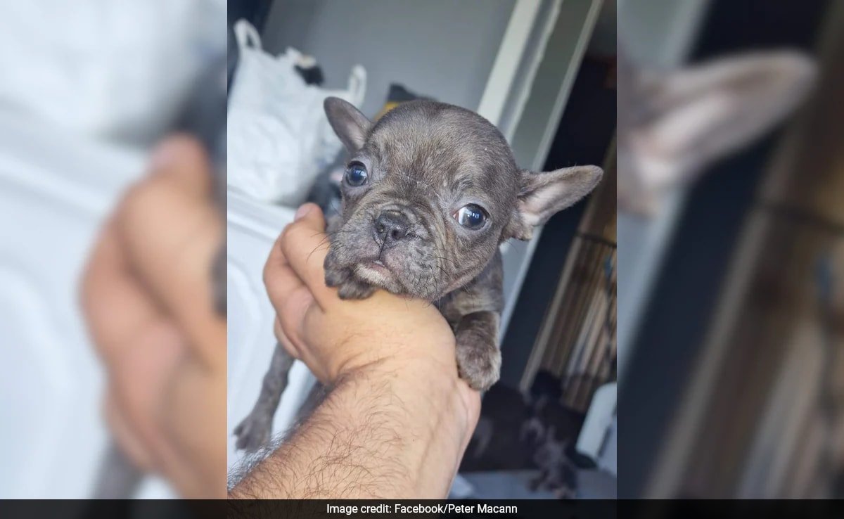 UK Locksmith Locked Out Of His Own Van By Dog. Social Media Sees The Irony