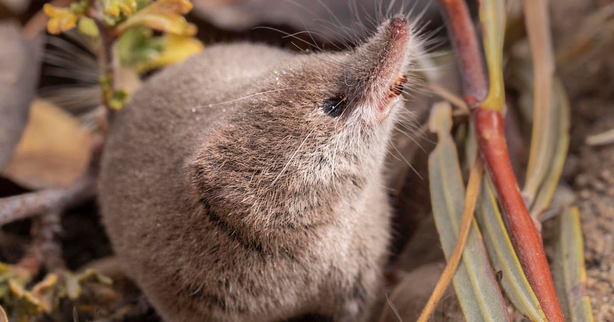 California students capture palm-sized underground mammal alive on camera for the first time