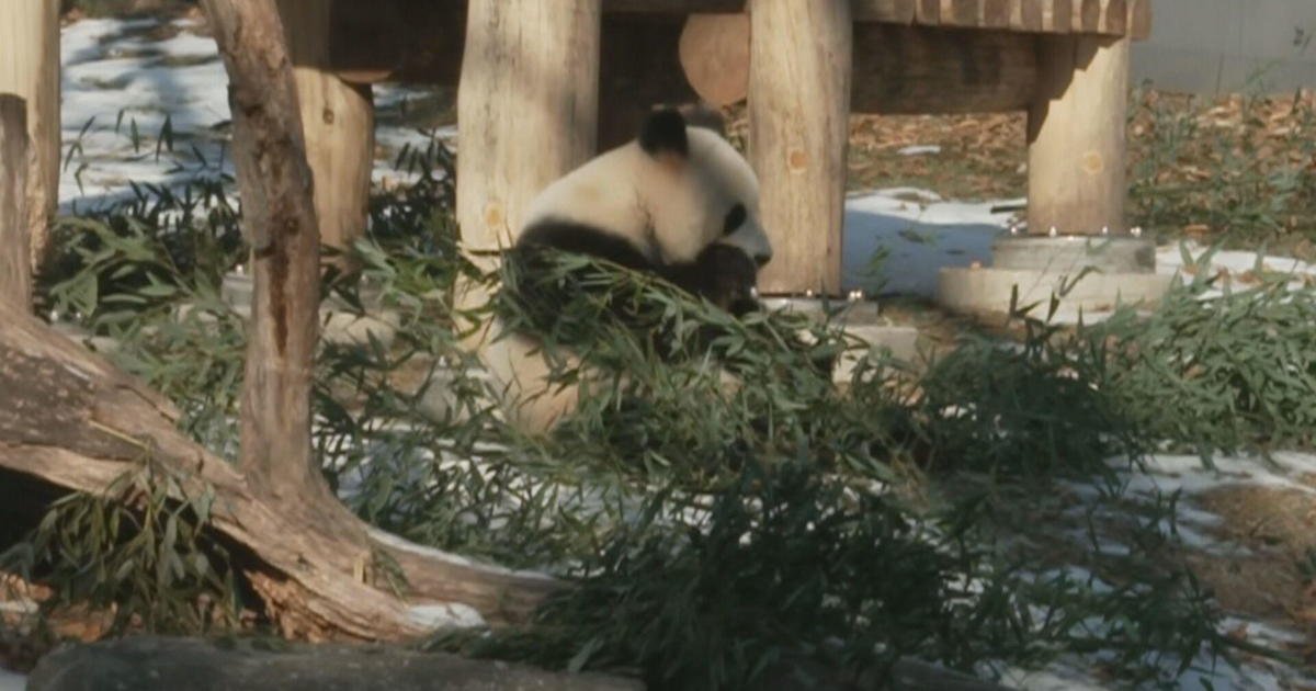 Pandas make their debut at D.C.'s National Zoo