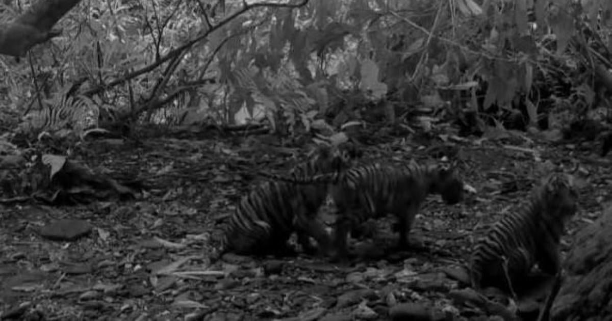 3 endangered tiger cubs caught on camera in Thai national park for first time