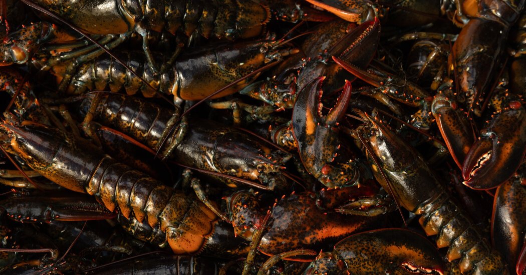 The Dark Side of Canada’s Fight Over Lobster