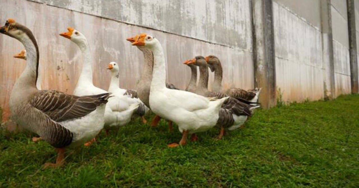 Brazilian prison using geese for security