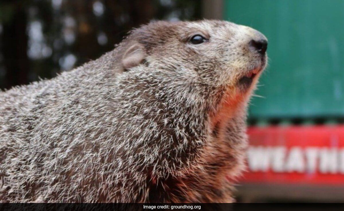 Scientists Cast Doubt On Famous US Groundhog's Weather Forecasts