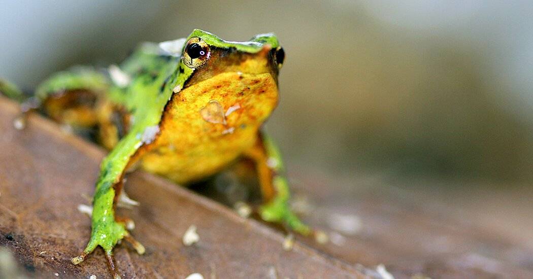 A Lifeboat to London for Darwin’s Frogs