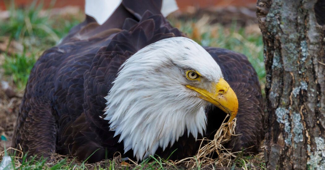 Murphy, Eagle Who Became a Foster Dad, Found Dead After Storm