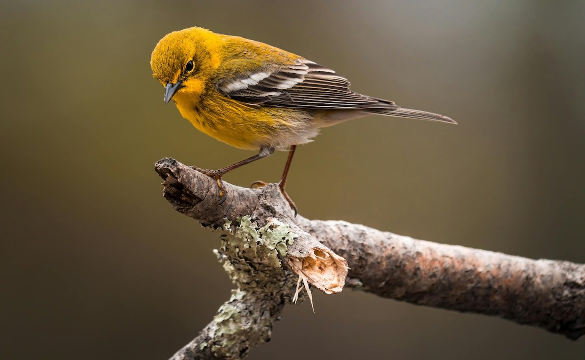Birds Experience 'Road Rage' Akin To Humans Due To Traffic Noise, Study Shows