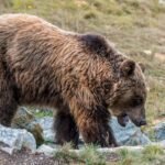 Hunter accused of killing endangered mother bear claims self-defense at trial in France