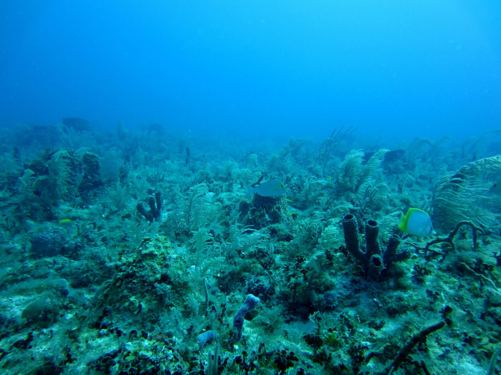 A Deep-Sea Discovery That Has Split Scientists