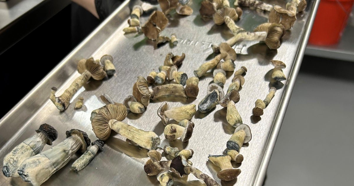 The Colorado psychedelic mushroom experiment has arrived