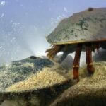 Nature: Horseshoe crabs in Maine