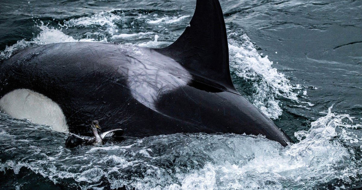 Killer whales caught on video grooming each other with seaweed after master's student noticed "something kind of weird" going on