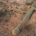 Arizona's iconic saguaro cactus was built for desert heat. Rising temperatures are pushing it to the brink.