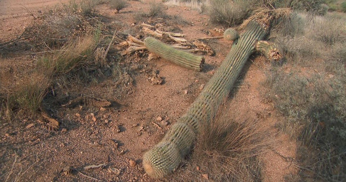 Arizona's iconic saguaro cactus was built for desert heat. Rising temperatures are pushing it to the brink.
