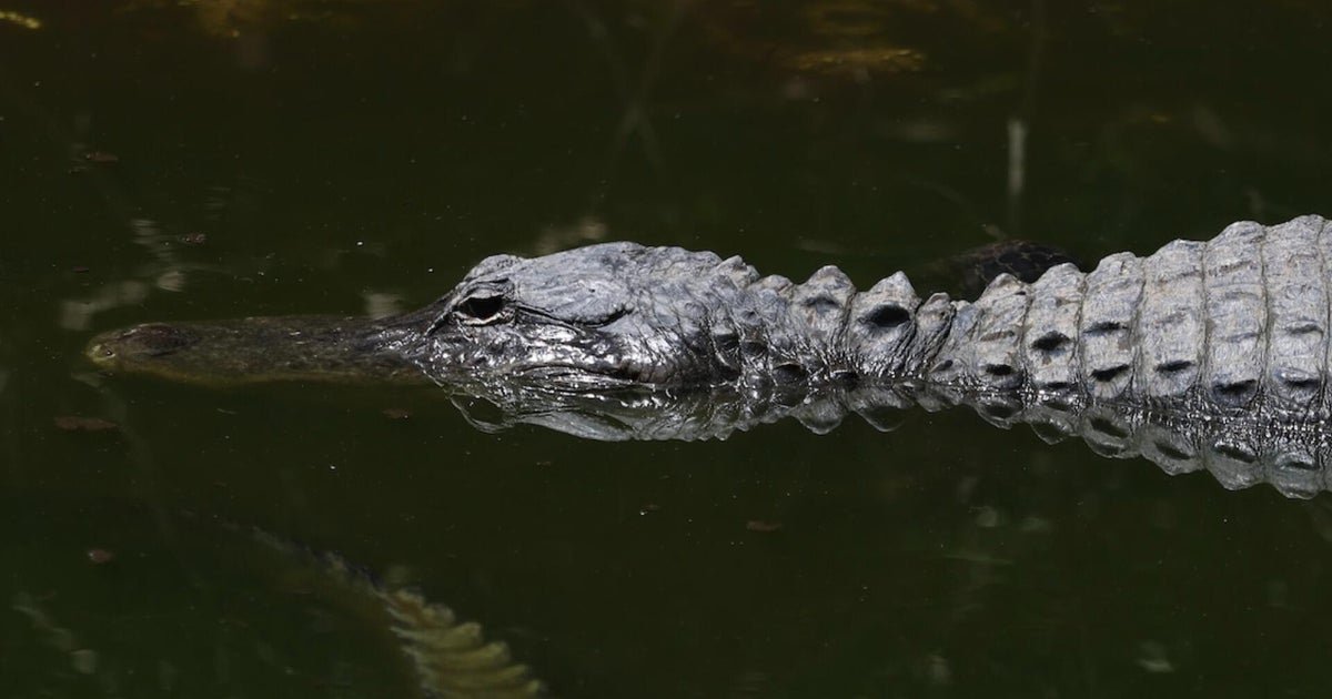 Behind the plans for Florida's "Alligator Alcatraz" immigration detention center