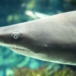 Woman likely bitten by shark at Jones Beach, officials say