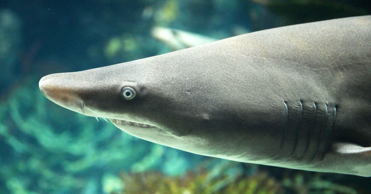 Woman likely bitten by shark at Jones Beach, officials say