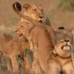 Rebuilding and repopulating Mozambique's Gorongosa National Park | 60 Minutes