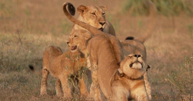 Rebuilding and repopulating Mozambique's Gorongosa National Park | 60 Minutes