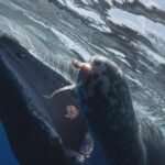 6/22/2025: The Sperm Whales of Dominica; Monkey Island; Hanging On