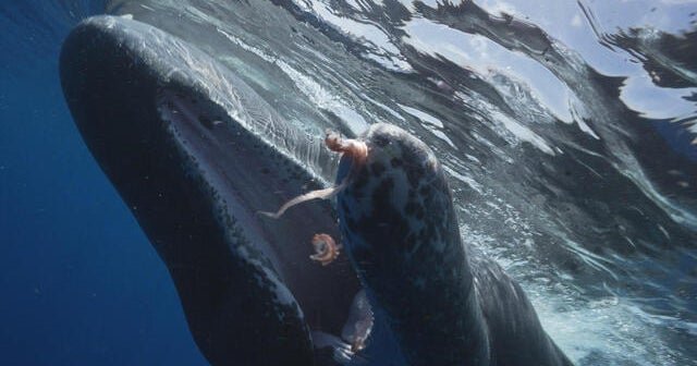 6/22/2025: The Sperm Whales of Dominica; Monkey Island; Hanging On