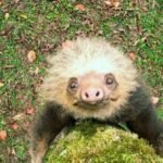 How sloths survive, thrive as nature’s couch potato | 60 Minutes