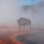 Bison dies after falling into hot spring at Yellowstone National Park in front of visitors: "A front row to nature"