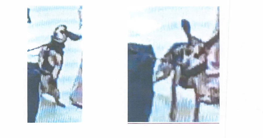 Man accused of kicking K9 at Dulles International Airport so hard "he was lifted off of the ground"