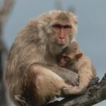 How Cayo Santiago's monkey research survived Hurricane Maria