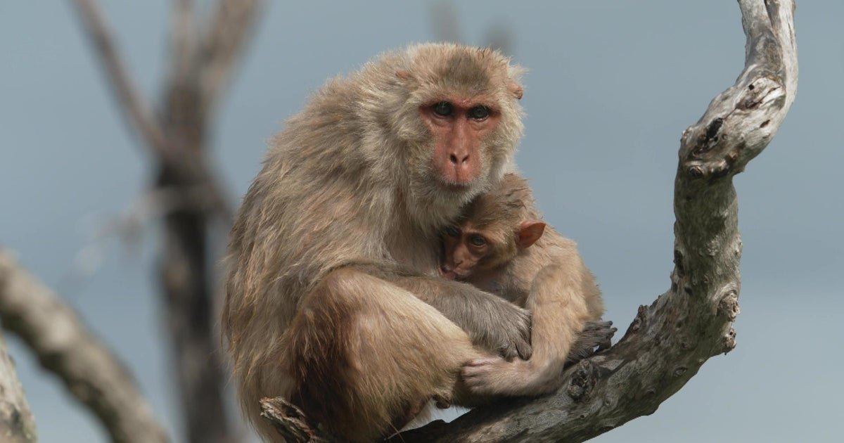 How Cayo Santiago's monkey research survived Hurricane Maria