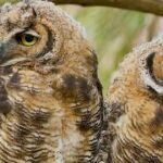 Pair of owls become San Francisco celebrities
