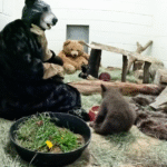 California wildlife caregivers use bear costumes to help orphaned bear cub