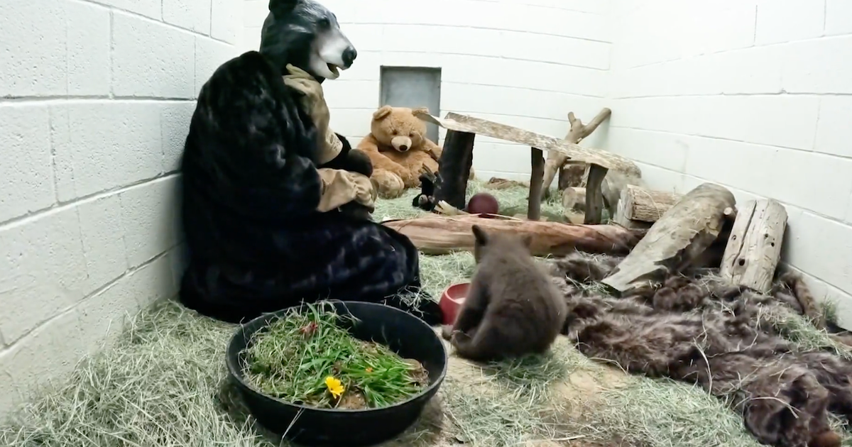 California wildlife caregivers use bear costumes to help orphaned bear cub