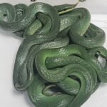 Plane passenger in India caught with 16 live snakes in luggage, including a rhino rat snake