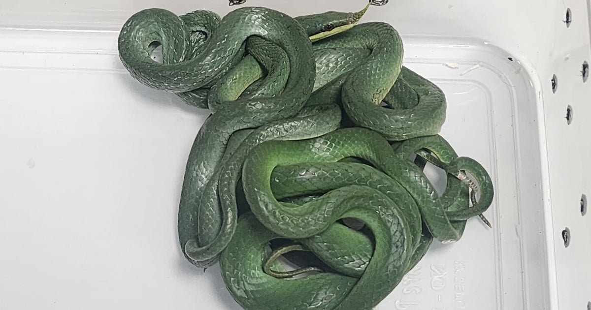Plane passenger in India caught with 16 live snakes in luggage, including a rhino rat snake