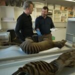 Reports of Tasmanian tiger sightings come by the thousands as Aussies search for extinct thylacine
