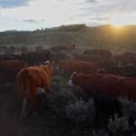 Riding along on the Green River Drift, the longest-running cattle drive left in Americ