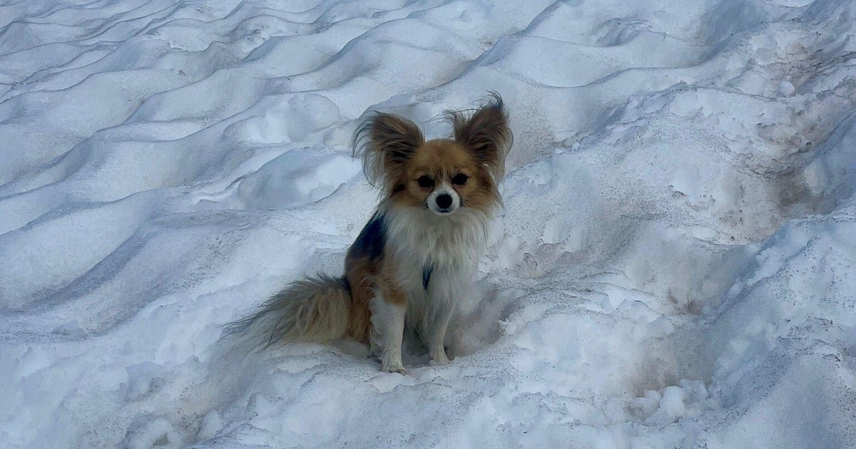 Hiker saved by "four-legged hero" Chihuahua after falling into Swiss glacier crevasse
