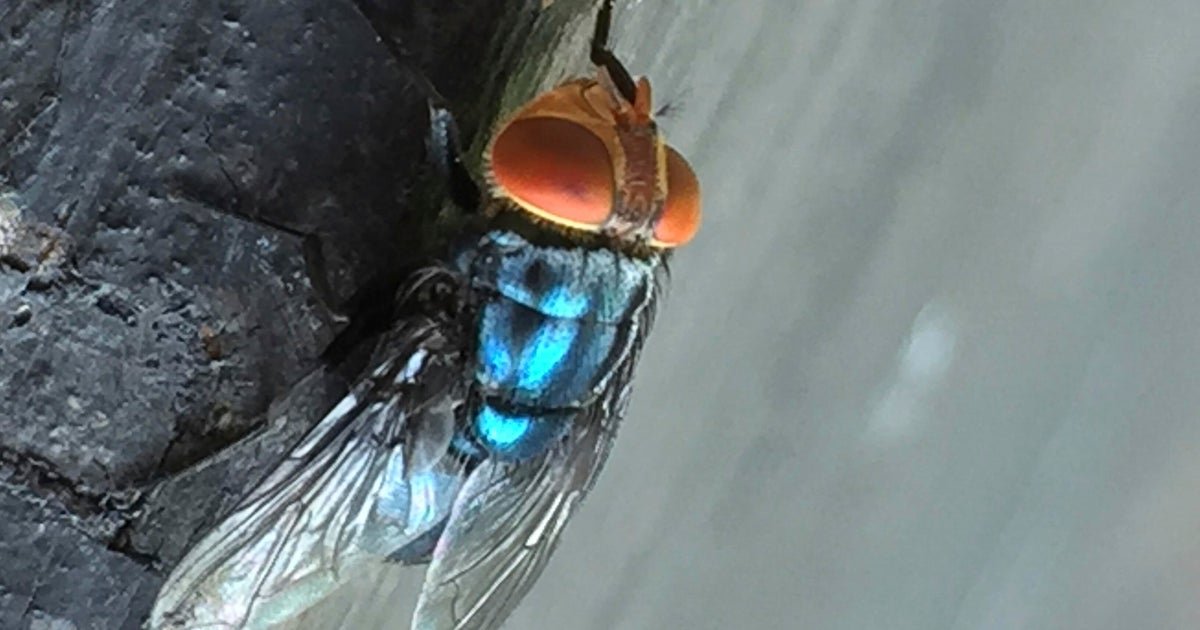 Billions of flies to be dumped out of planes in an effort to fight flesh-eating maggot known as "man-eater"