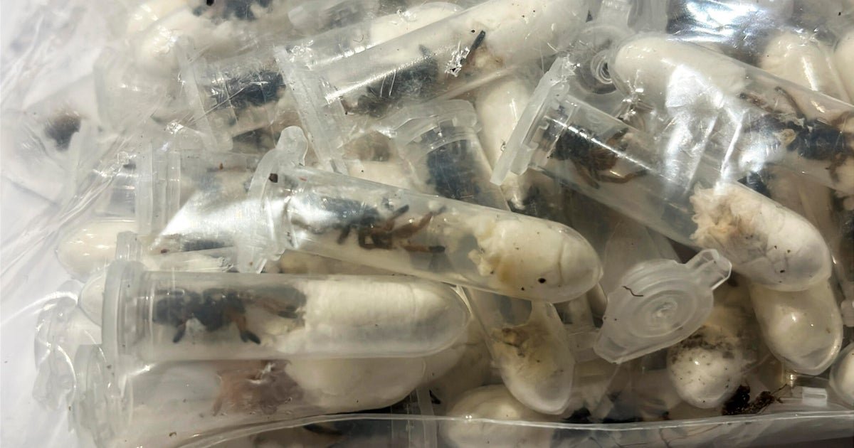1,500 tarantulas found stuffed in sponge cake boxes at German airport