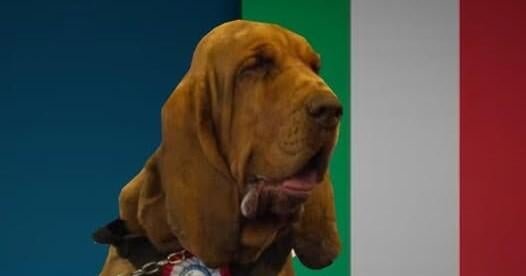 Heroic police bloodhound named Bruno killed by food laced with nails, sparking outrage in Italy