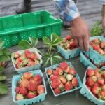Food aid groups bought from local farmers with USDA grants. Abrupt cuts leave both struggling.