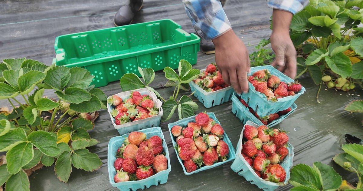 Food aid groups bought from local farmers with USDA grants. Abrupt cuts leave both struggling.