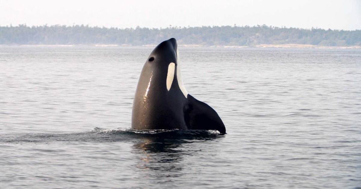 Puget Sound orcas threatened by salmon decline and shrinking protections, conservationists say