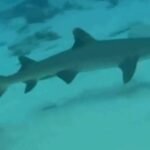 How sharks help determine the health of our oceans
